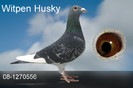Witpen Husky 08-1270556
