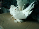 SPM_A0353