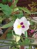 miltonia29oct2012