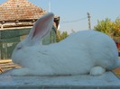 MASCUL 2012