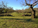 dimineata de toamna
