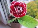 Gloxinia