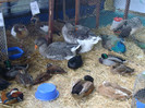 DSC05555