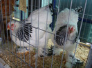DSC05588
