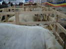 DSC05669