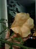 1 nov 2012-flori 019