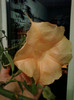 1 nov 2012-flori 022