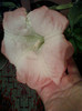 1 nov 2012-flori 025