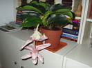 Medinilla ...