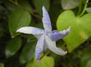 Ipomoea Flying Saucers (2012, Nov.02)