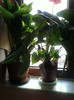 2 nov 2012-flori 039