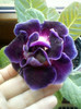 2 nov 2012-flori 027