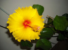 Hibiscus Kim?