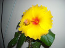 Hibiscus Kim?