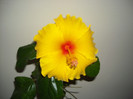 Hibiscus Kim?