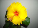 Hibiscus Kim?