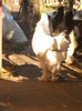 matca 2
