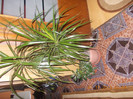 DSCN4707_228