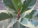 Ficus elastica Tineke (2012, Nov.03)