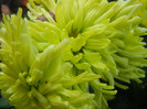 Chrysanth Green Valley (2012, Nov.03)