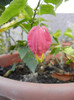 Abutilon megapotamicum (2012, Nov.03)