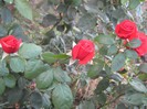IMG_1901