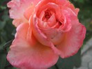IMG_1905