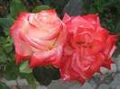 IMG_1907