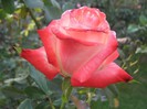IMG_1908