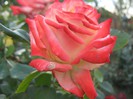 IMG_1909