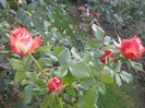 IMG_1910