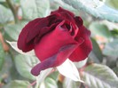 IMG_1916