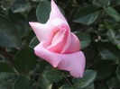 IMG_1919