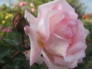 IMG_1921