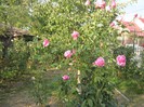 IMG_1929