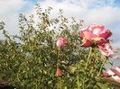 IMG_1930