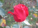 IMG_1932