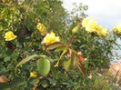 IMG_1935