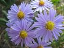 IMG_1936