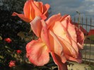 IMG_1940