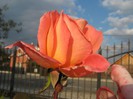 IMG_1941