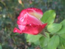 IMG_1942