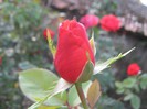IMG_1944
