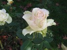 IMG_2096