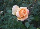 IMG_2107