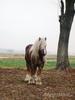 11032419_9_09e6_s[1]