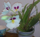 3nov2012-miltonia