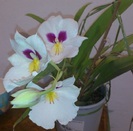 3nov-miltonia