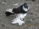 Picture 191