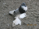 Picture 194